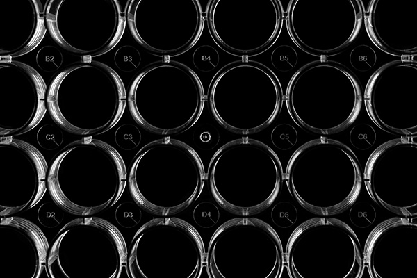 24孔細(xì)胞培養(yǎng)板