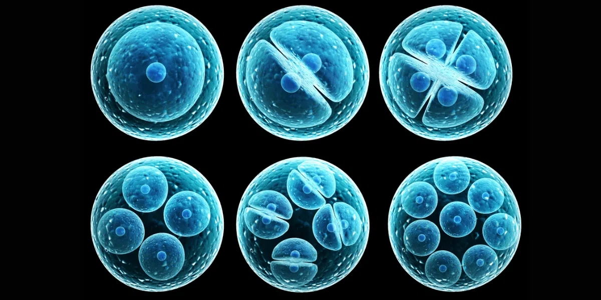 流式細胞術(shù)如何工作？