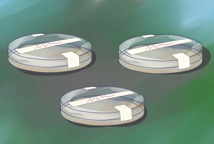 將培養(yǎng)皿放在溫暖、黑暗的地方