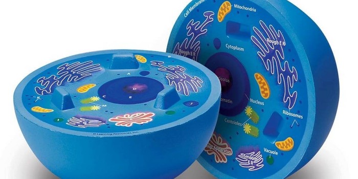 動物細胞培養(yǎng)和使用的方法